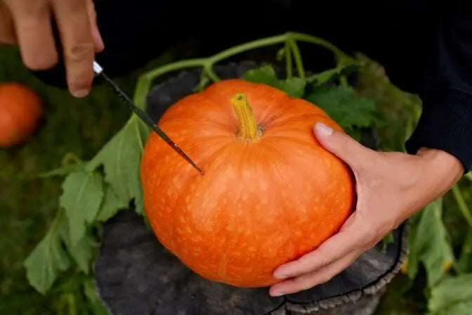 From Samhain to Jack o Lanterns: The Ancient Origins and Evolution of Halloween Kyoku Knives